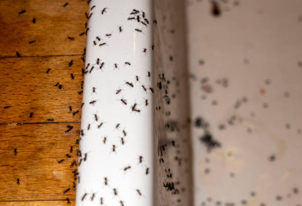 Best Affordable Pest Control Services  in Exeter, CA